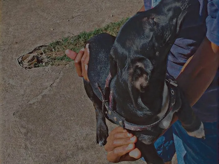 Cachorro ra a Yorkshire idade 2 a 6 meses nome Bela