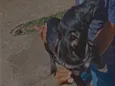 Bela