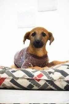 Cachorro raça SRD-ViraLata idade 2 a 6 meses nome Sonho de Valsa