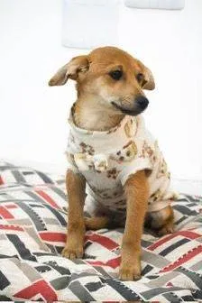 Cachorro ra a SRD-ViraLata idade 2 a 6 meses nome Alpino 