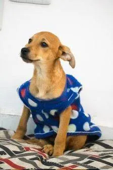 Cachorro ra a SRD-ViraLata idade 2 a 6 meses nome Chokito
