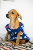 Chokito