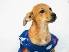 Cachorro ra a SRD-ViraLata idade 2 a 6 meses nome Chokito