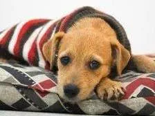 Cachorro raça SRD-ViraLata idade 2 a 6 meses nome Bis