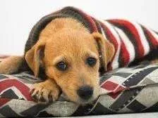 Cachorro ra a SRD-ViraLata idade 2 a 6 meses nome Bis