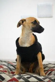 Cachorro ra a SRD-ViraLata idade 2 a 6 meses nome Milka