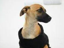 Cachorro raça SRD-ViraLata idade 2 a 6 meses nome Milka