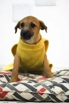 Cachorro ra a SRD-ViraLata idade 2 a 6 meses nome Sensação 
