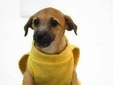 Cachorro raça SRD-ViraLata idade 2 a 6 meses nome Sensação 