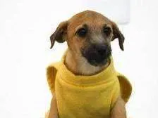 Cachorro ra a SRD-ViraLata idade 2 a 6 meses nome Sensação 