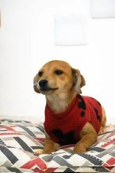 Cachorro ra a SRD-ViraLata idade 2 a 6 meses nome Laka