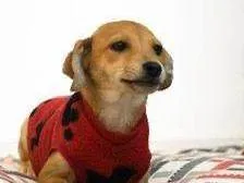 Cachorro raça SRD-ViraLata idade 2 a 6 meses nome Laka