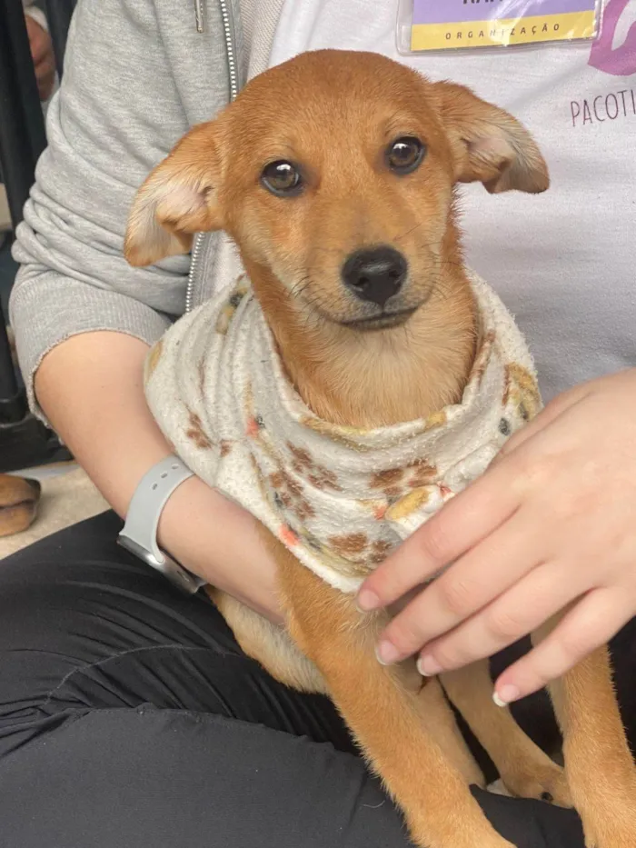 Cachorro ra a SRD-ViraLata idade 2 a 6 meses nome Alpino 