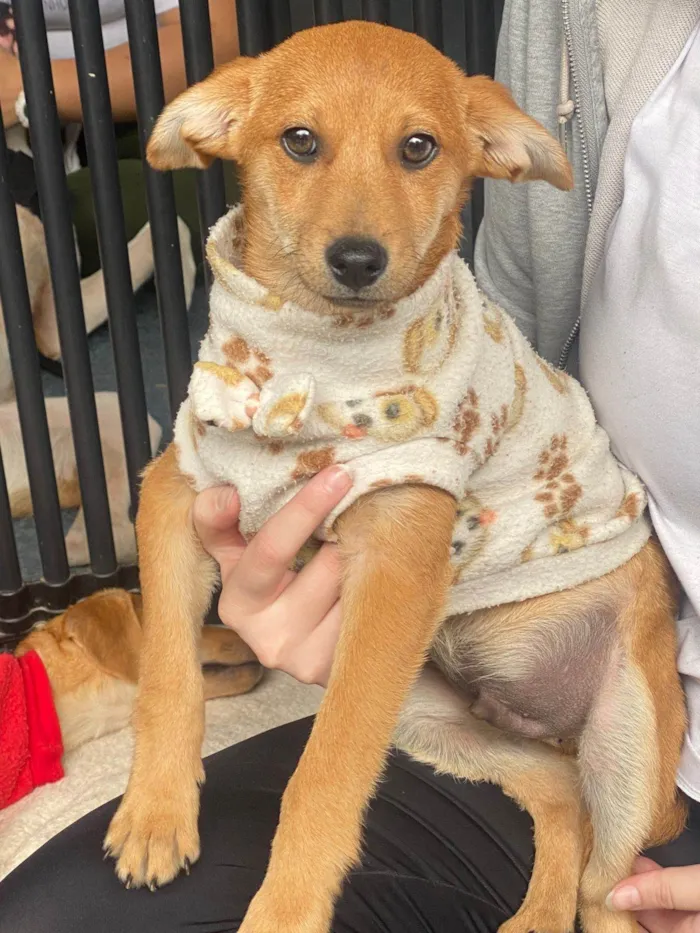 Cachorro ra a SRD-ViraLata idade 2 a 6 meses nome Alpino 