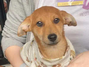 Cachorro raça SRD-ViraLata idade 2 a 6 meses nome Alpino 