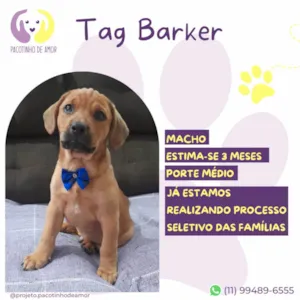 Cachorro raça SRD-ViraLata idade 2 a 6 meses nome Tag Barker 