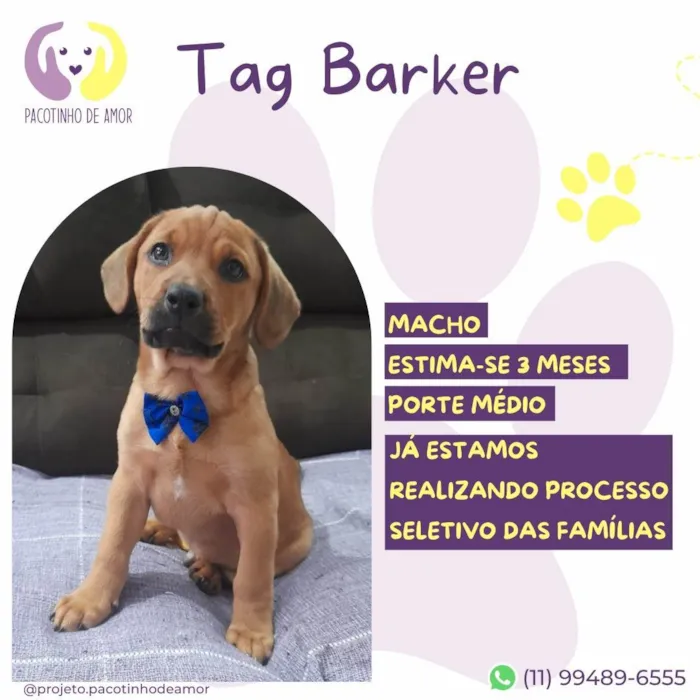Cachorro ra a SRD-ViraLata idade 2 a 6 meses nome Tag Barker 