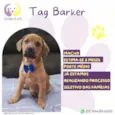 Tag Barker