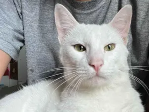 Gato raça SRD-ViraLata idade 1 ano nome Gasparzinho 