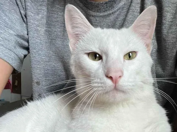 Gato ra a SRD-ViraLata idade 1 ano nome Gasparzinho 
