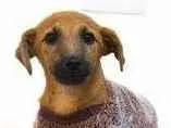 Cachorro raça SRD-ViraLata idade 2 a 6 meses nome Sonho de Valsa