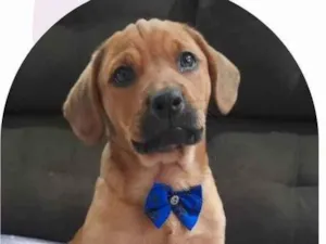 Cachorro raça SRD-ViraLata idade 2 a 6 meses nome Tag Barker 