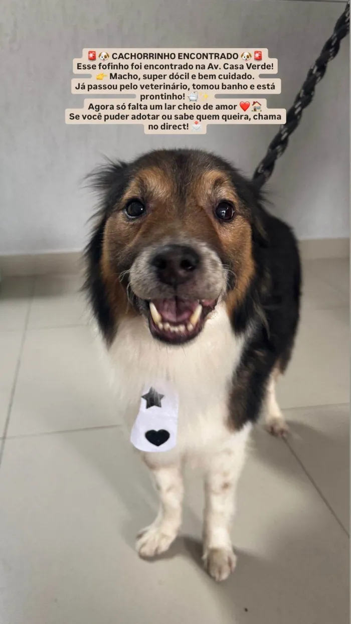 Cachorro ra a SRD-ViraLata idade 3 anos nome Dudu