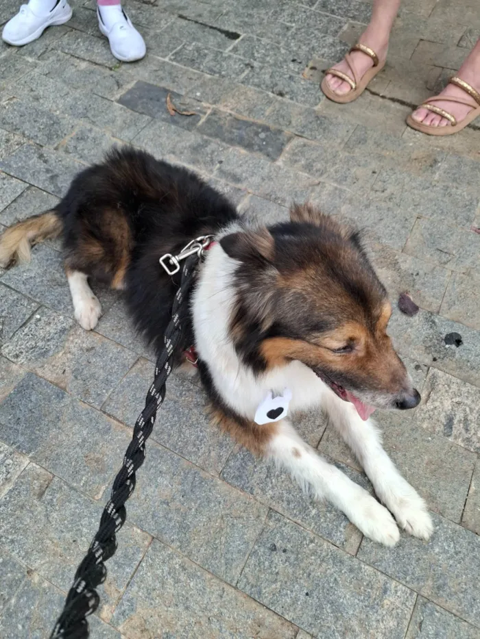 Cachorro ra a SRD-ViraLata idade 3 anos nome Dudu
