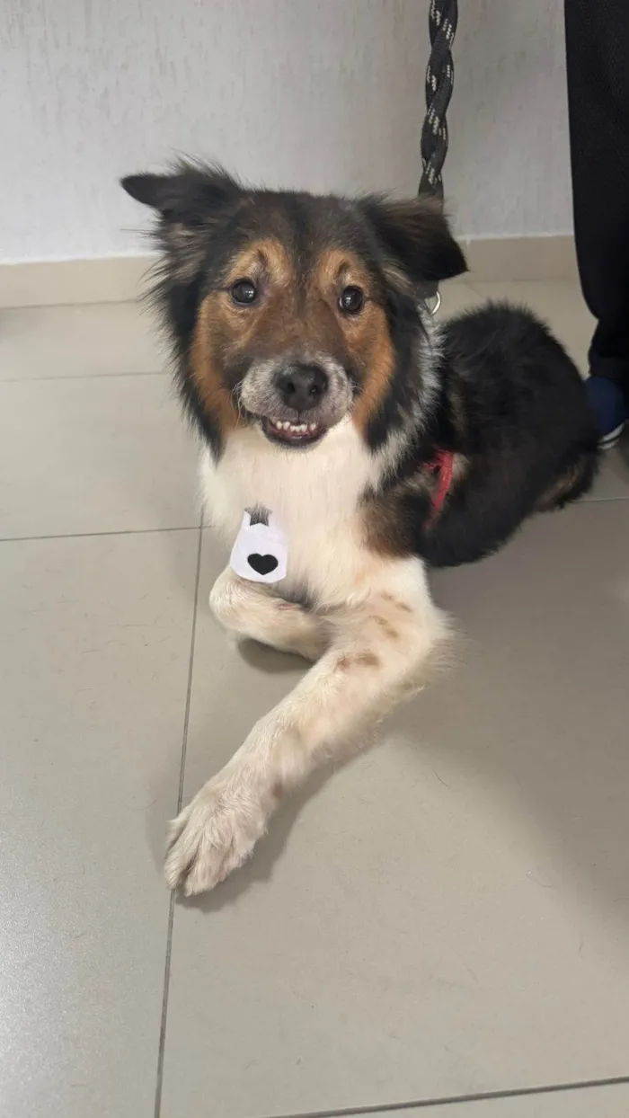 Cachorro ra a SRD-ViraLata idade 3 anos nome Dudu