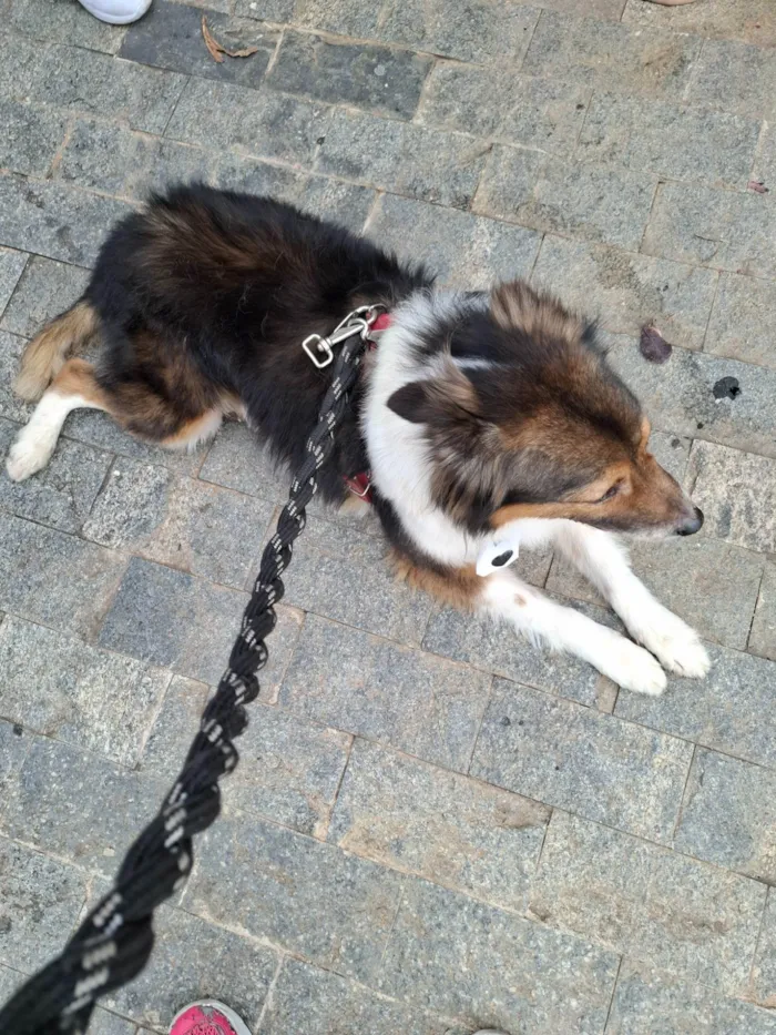 Cachorro ra a SRD-ViraLata idade 3 anos nome Dudu