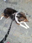 Dudu