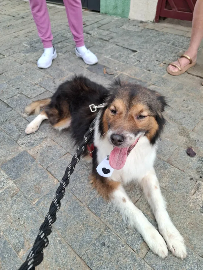Cachorro ra a SRD-ViraLata idade 3 anos nome Dudu