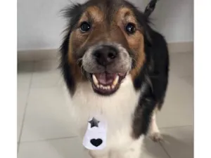 Cachorro raça SRD-ViraLata idade 3 anos nome Dudu