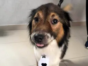 Cachorro raça SRD-ViraLata idade 2 anos nome Bebê 