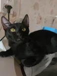 Banguela
