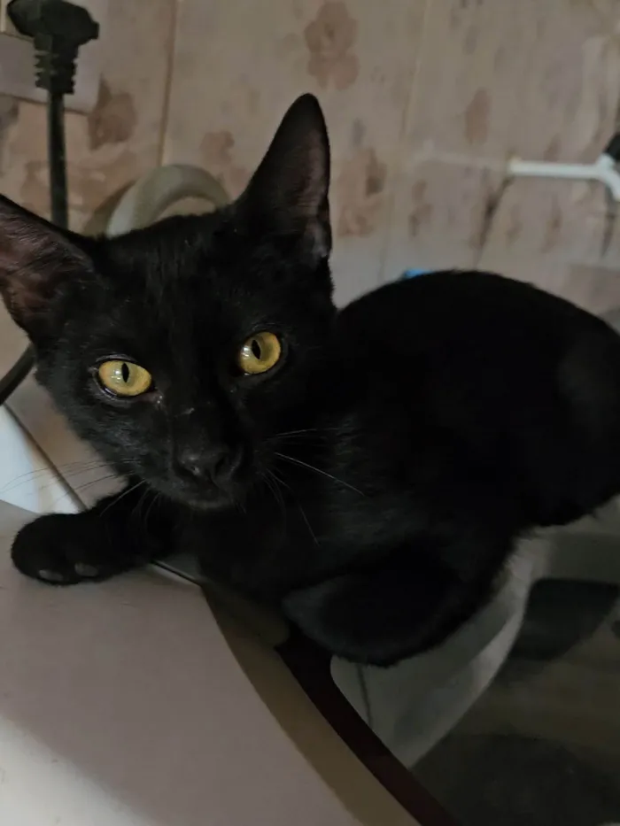Gato ra a SRD-ViraLata idade 2 a 6 meses nome Banguela 