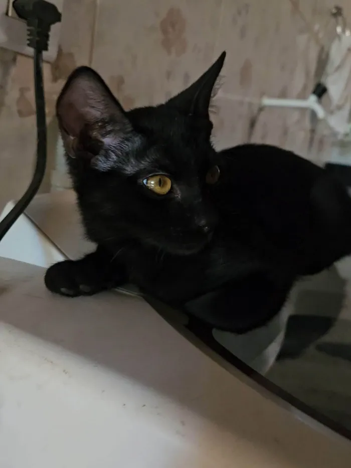 Gato ra a SRD-ViraLata idade 2 a 6 meses nome Banguela 