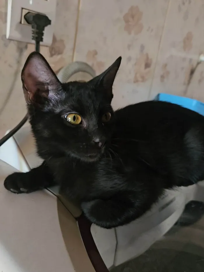 Gato ra a SRD-ViraLata idade 2 a 6 meses nome Banguela 