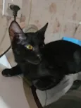 Banguela