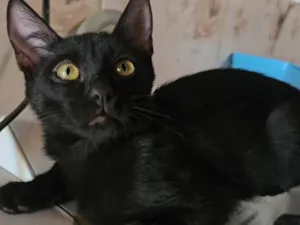 Gato raça SRD-ViraLata idade 2 a 6 meses nome Banguela 