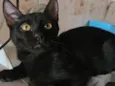 Banguela