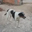 SIMBA