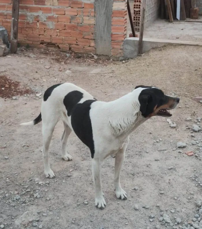 Cachorro ra a SRD-ViraLata idade 4 anos nome SIMBA