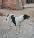SIMBA
