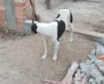 SIMBA