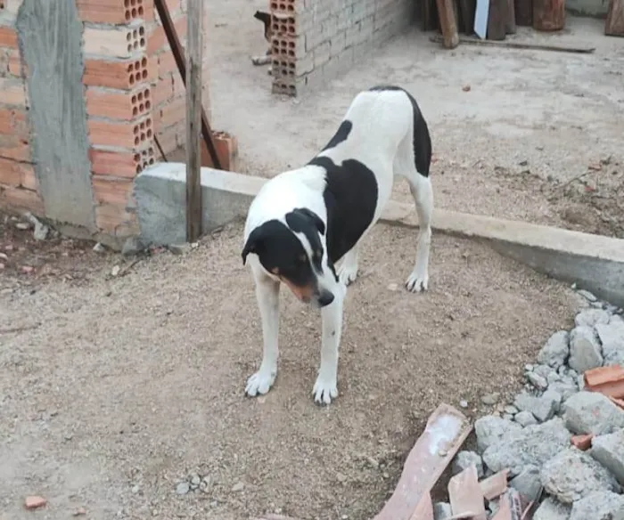 Cachorro ra a SRD-ViraLata idade 4 anos nome SIMBA