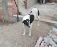 SIMBA