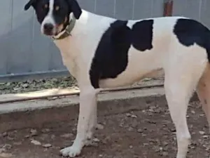 Cachorro raça SRD-ViraLata idade 4 anos nome SIMBA