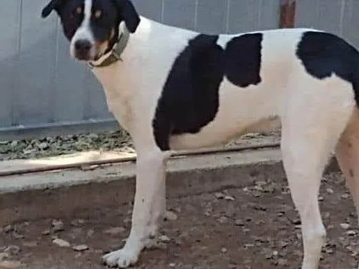 Cachorro ra a SRD-ViraLata idade 4 anos nome SIMBA