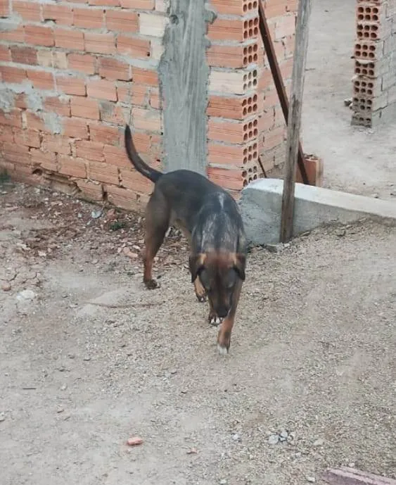 Cachorro ra a SRD-ViraLata idade 4 anos nome TINA
